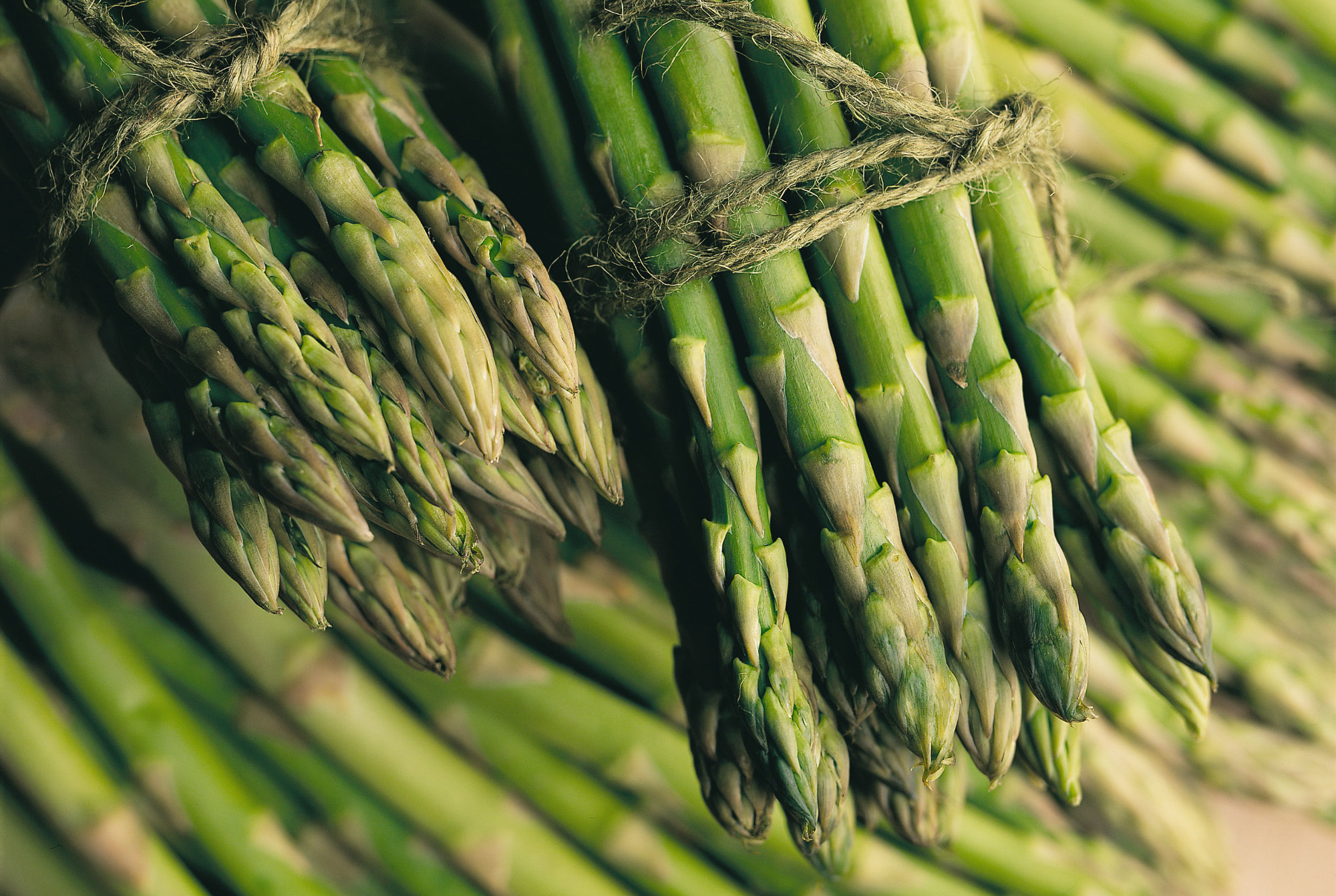 Some bundled asparagus tied with string held over a bed of asparagus